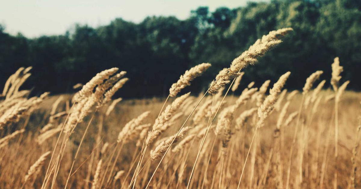 Email Marketing for Event Organisers: Driving Attendance and Impact