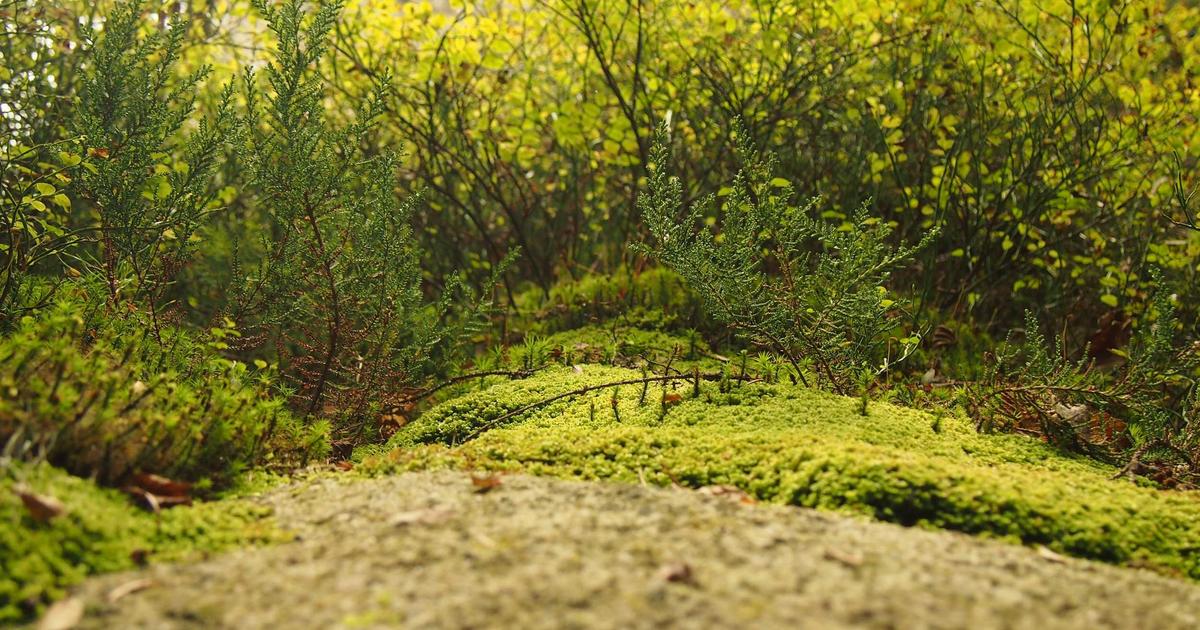 Transactional vs Marketing Emails Explained